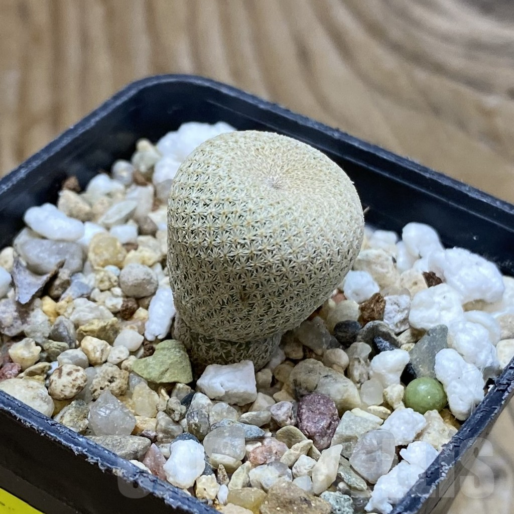 SH6906 Epithelantha bokei RS 522 - Image 2