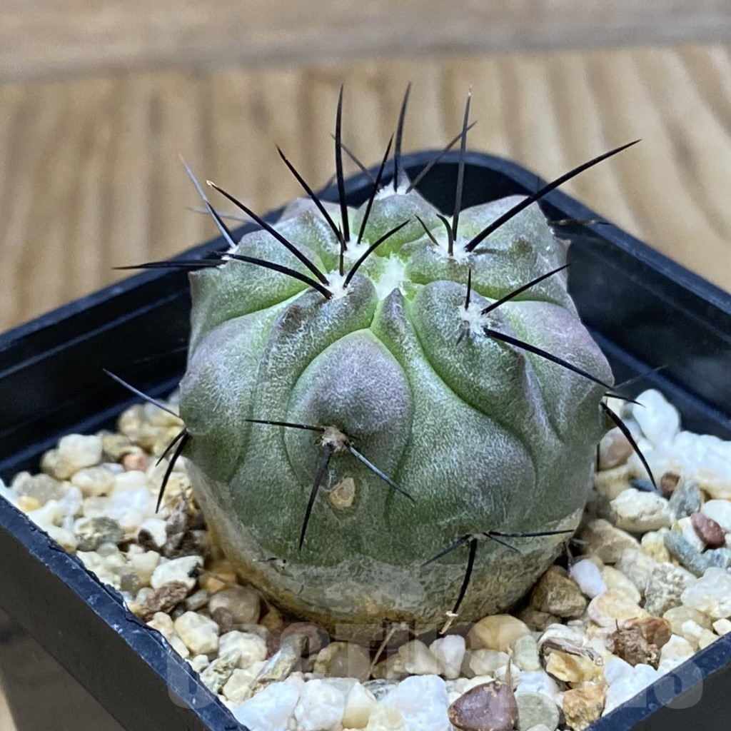 SH6910 Copiapoa dealbata PHA 2520 - Image 2