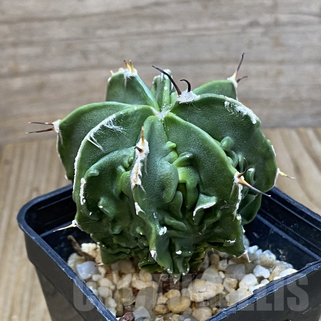 SH6911 Astrophytum ornatum ‘Fukuryu’ - Image 2