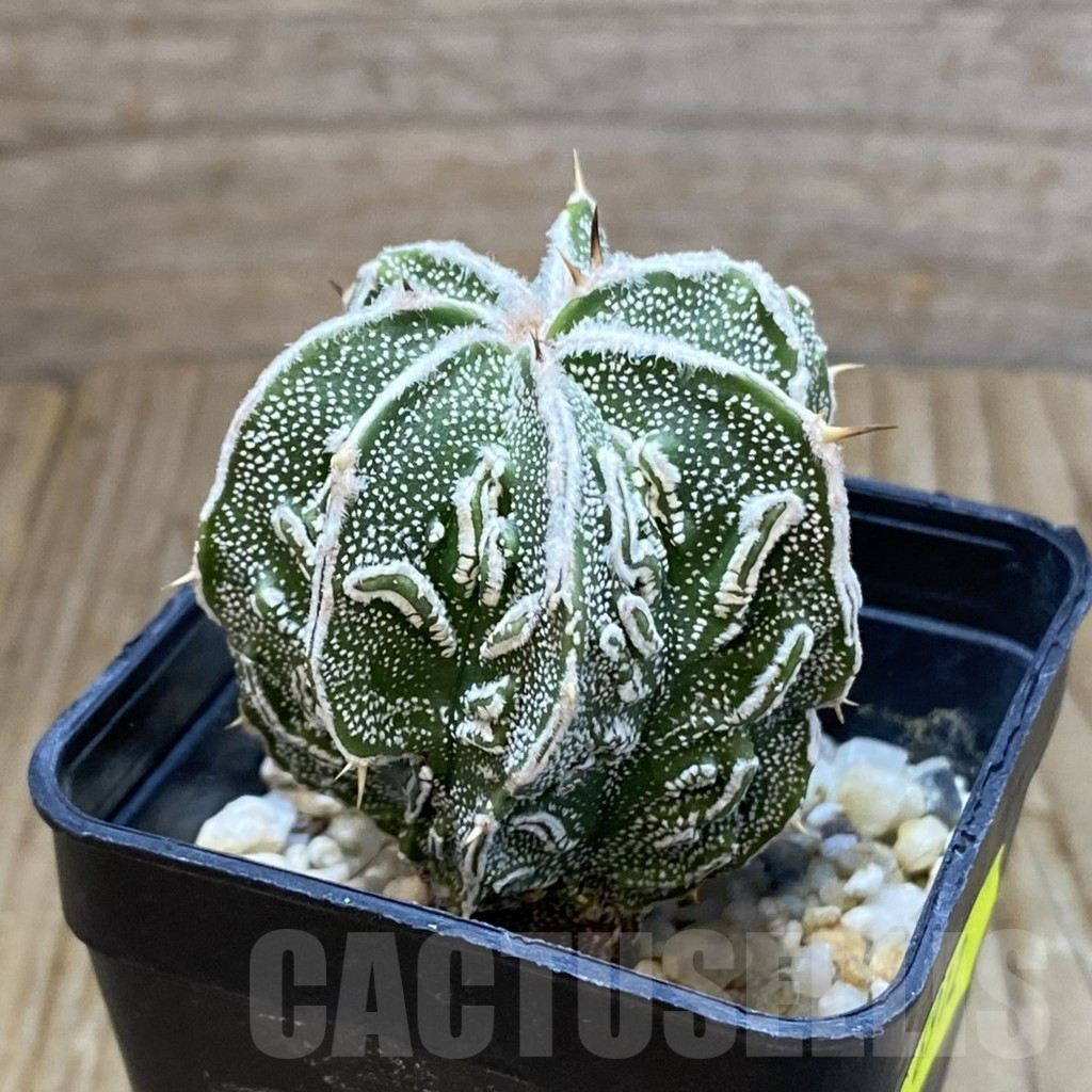 SH6912 Astrophytum ornatum ‘Fukuryu’ - Image 2