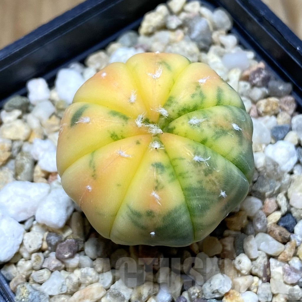 SH6916 Astrophytum asterias f. variegata