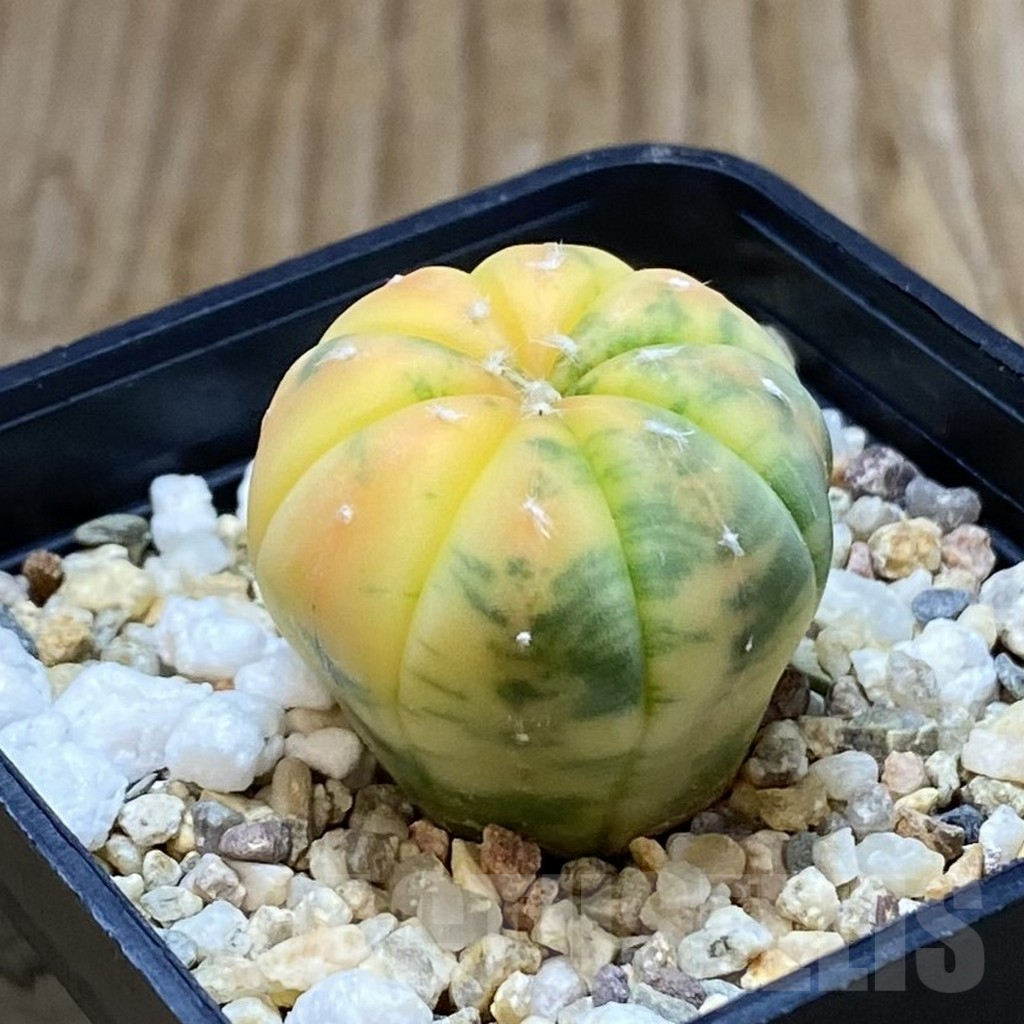 SH6916 Astrophytum asterias f. variegata - Image 2