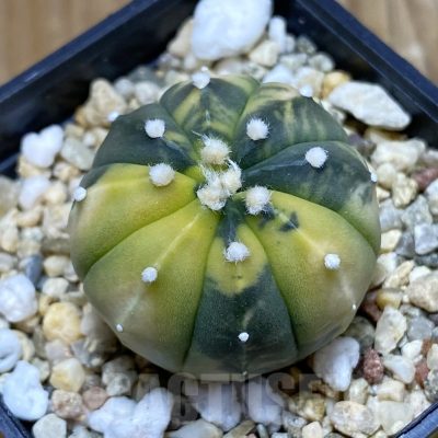 SH6917 Astrophytum asterias f. variegata