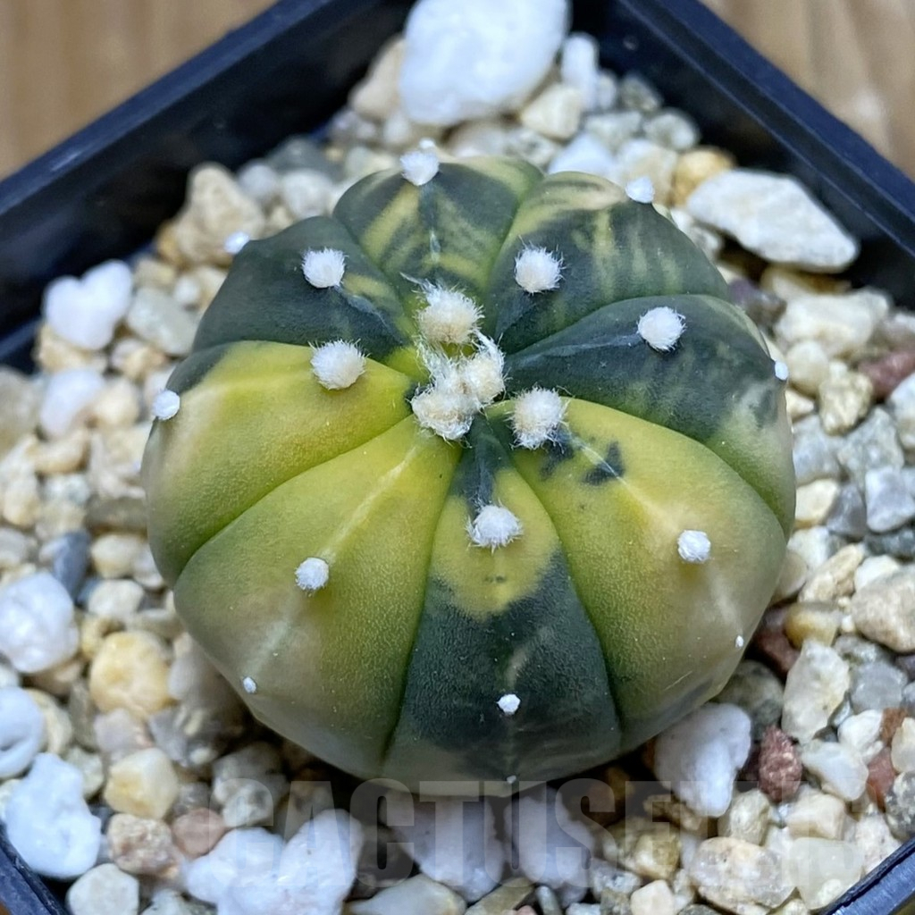 SH6917 Astrophytum asterias f. variegata