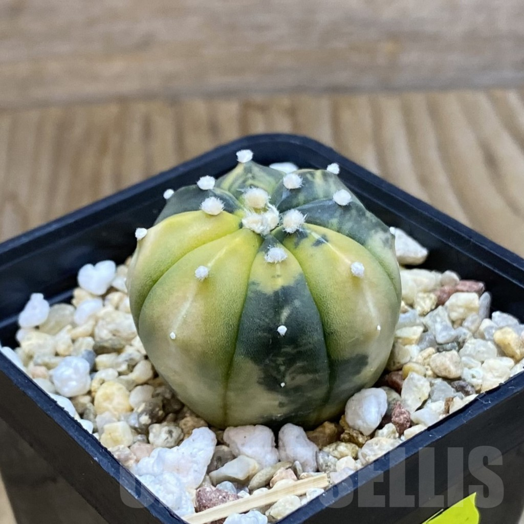 SH6917 Astrophytum asterias f. variegata - Image 2