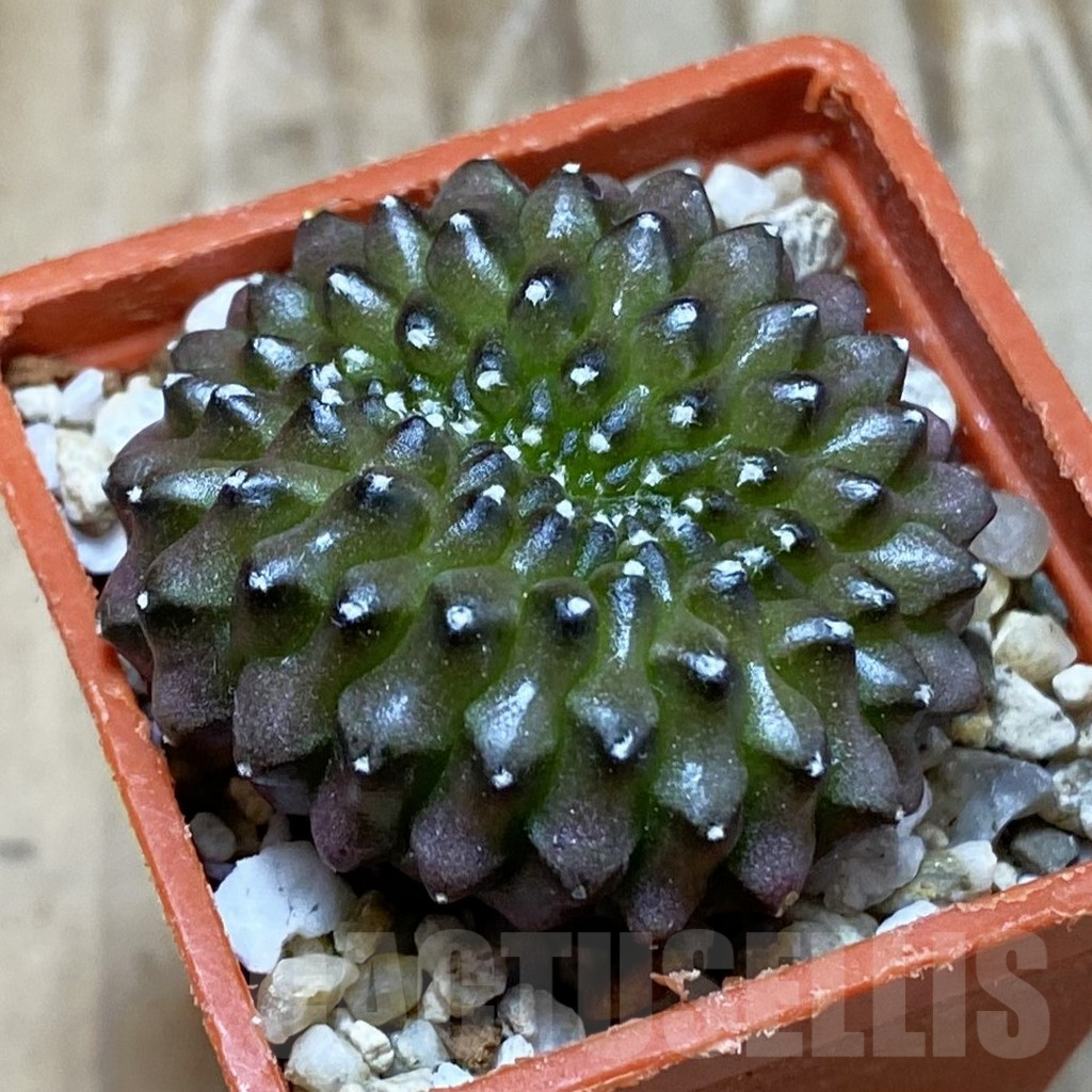 SH6919 Gymnocalycium mihanovichii ‘inermis’ f. cristata