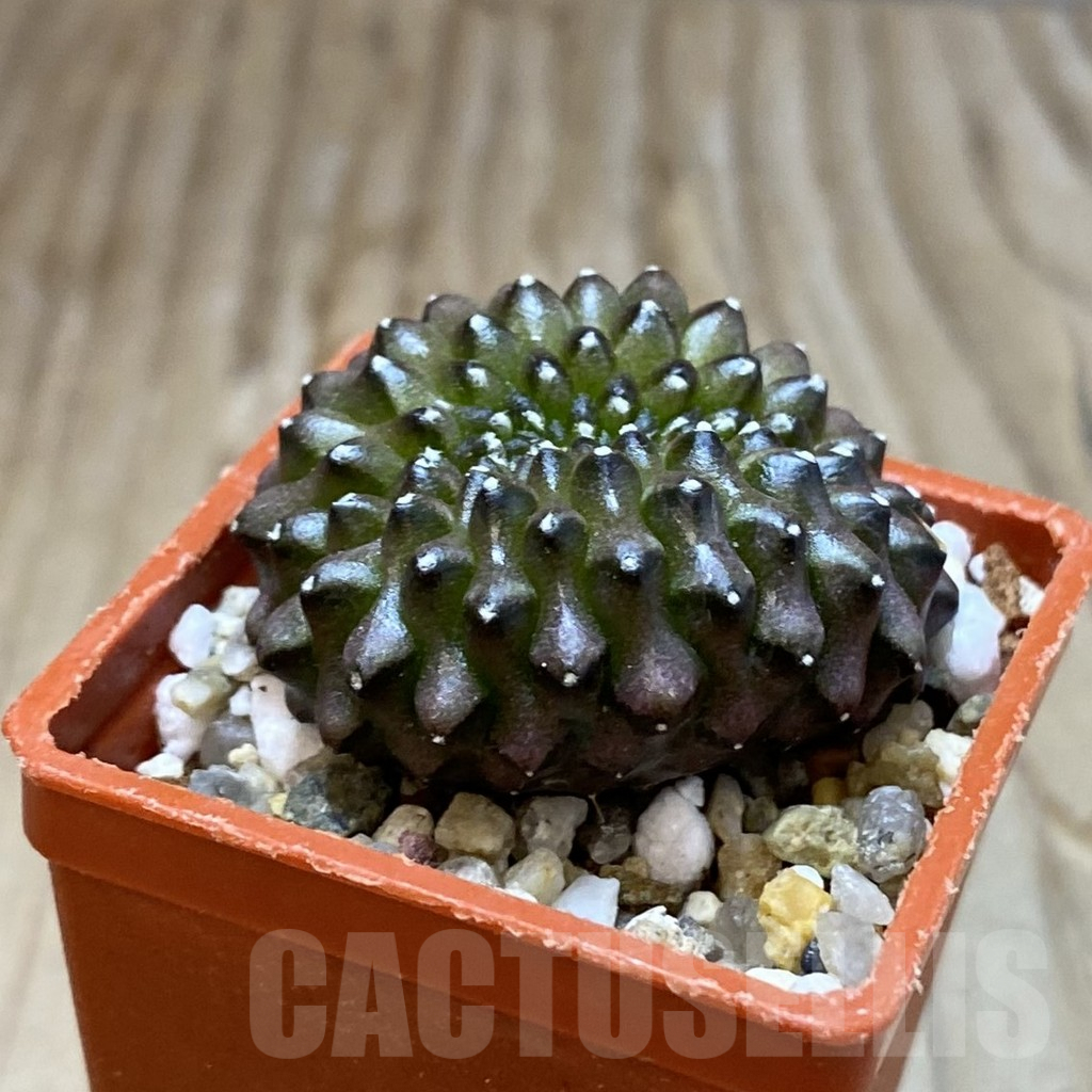 SH6919 Gymnocalycium mihanovichii ‘inermis’ f. cristata - Image 2