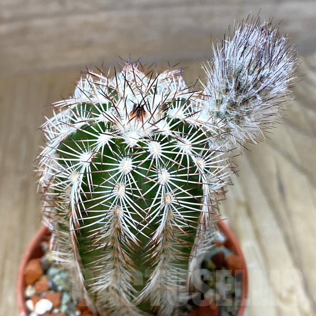 SH6870 Echinocereus purpureus