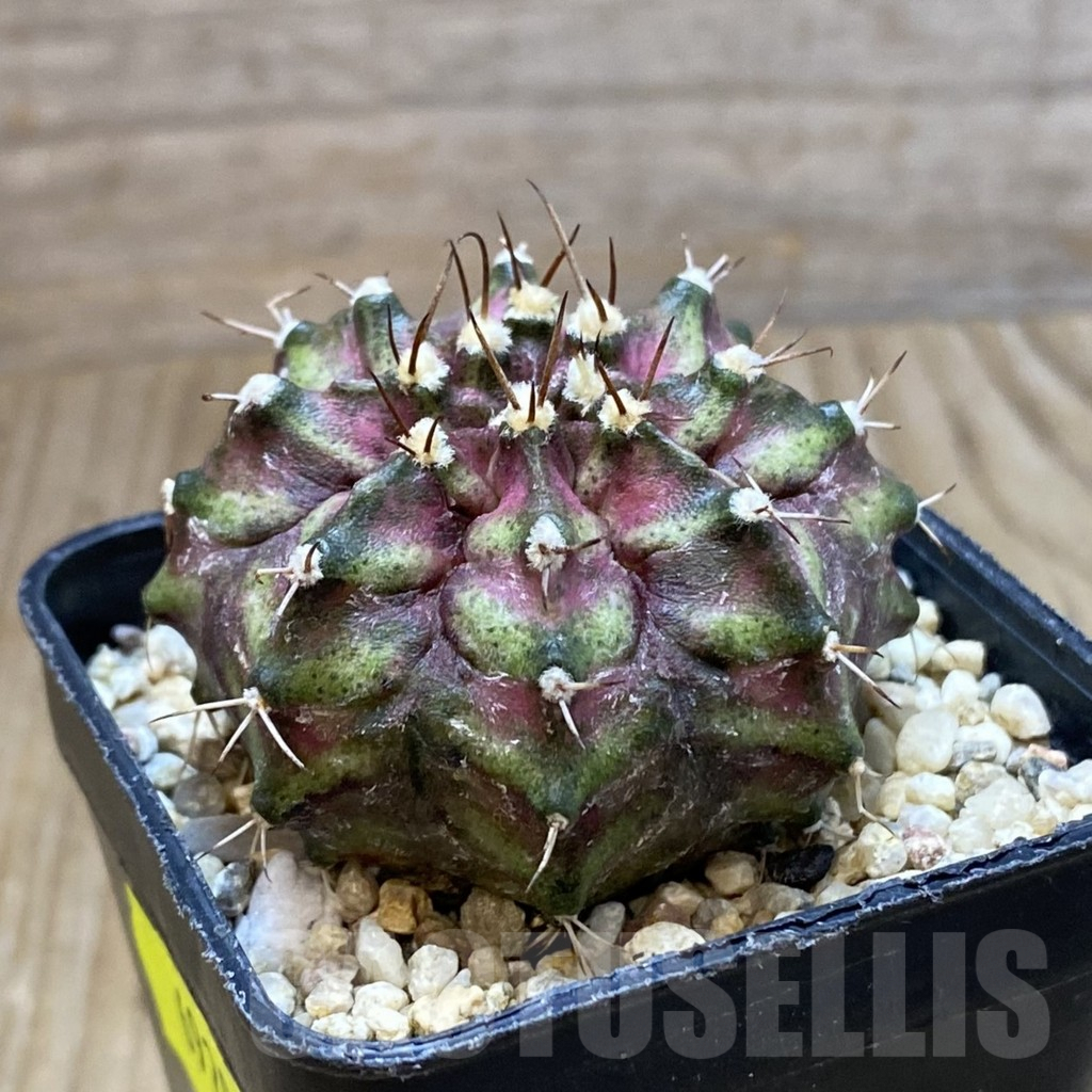 SH6920 Gymnocalycium mihanovichii ‘T-Rex’ hybrid, seedling - Image 2