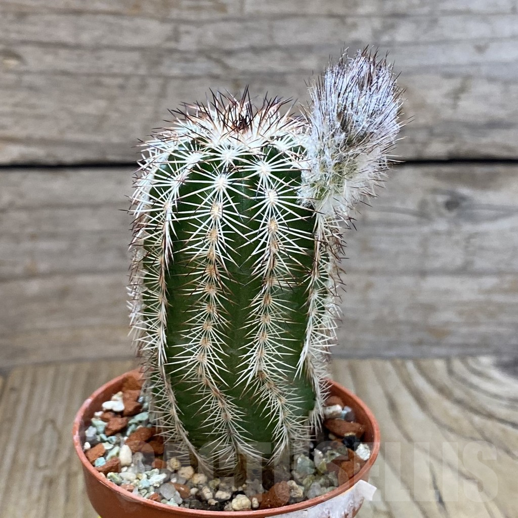 SH6870 Echinocereus purpureus - Image 2