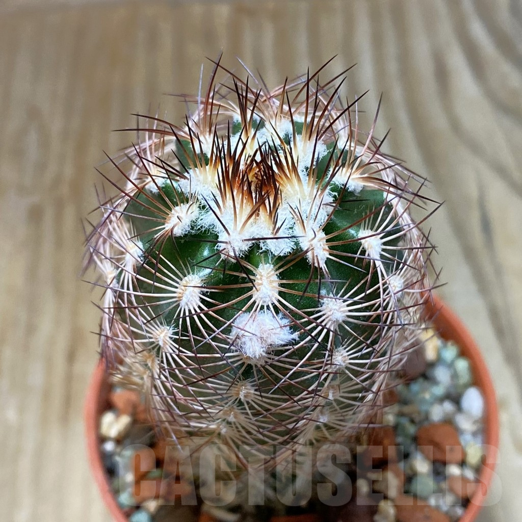 SH6871 Echinocereus purpureus