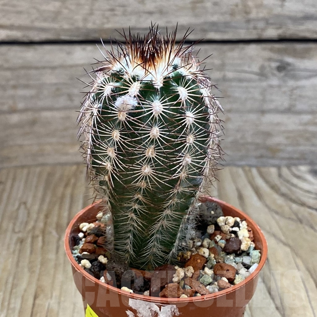 SH6871 Echinocereus purpureus - Image 2