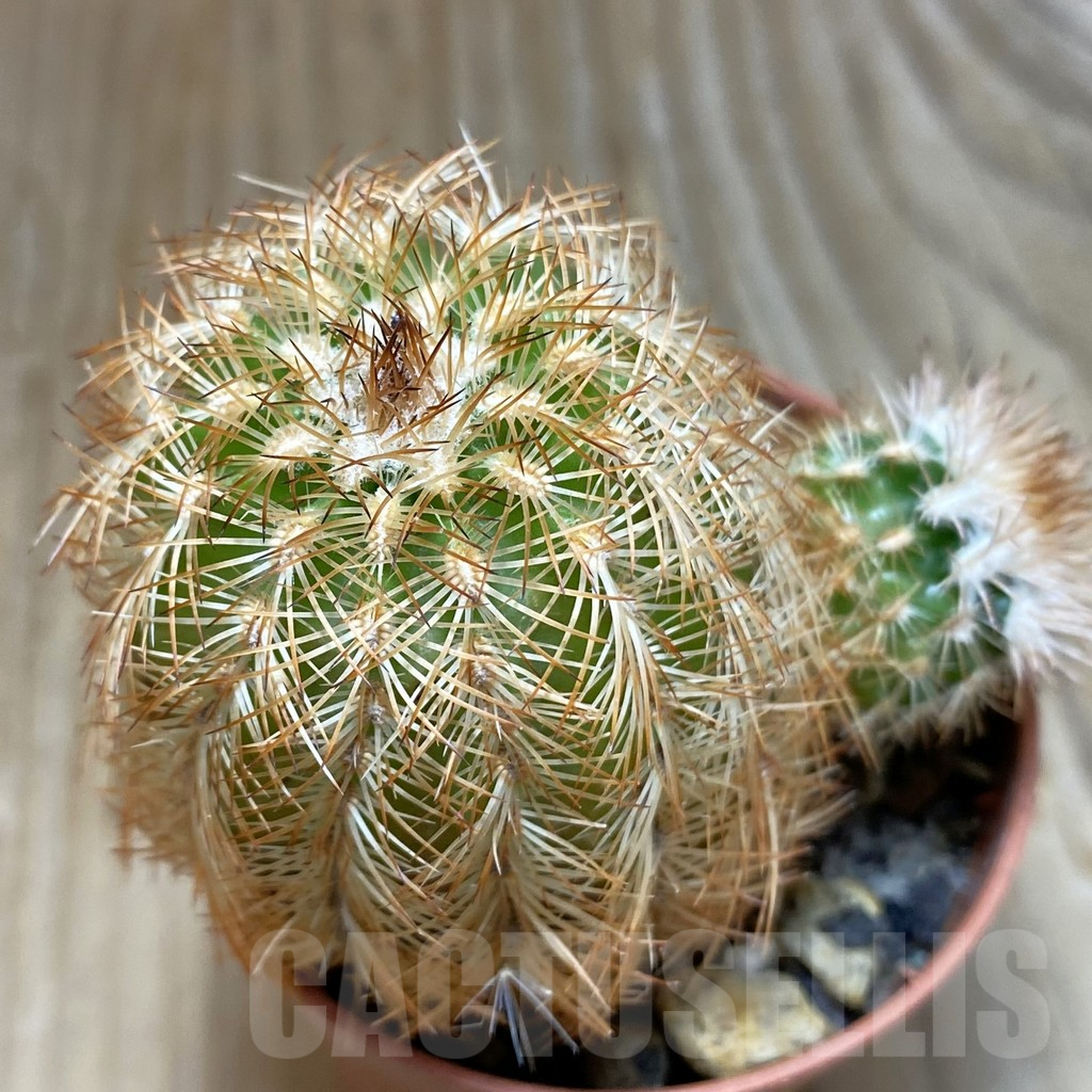 SH6872 Echinocereus reichenbachii