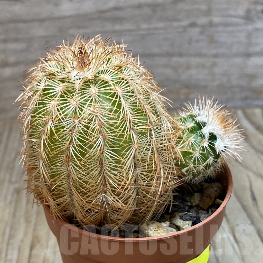 SH6872 Echinocereus reichenbachii - Image 2