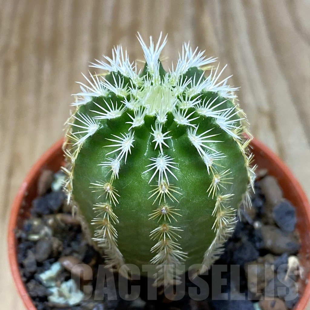 SH6875 Echinocereus viridiflorus