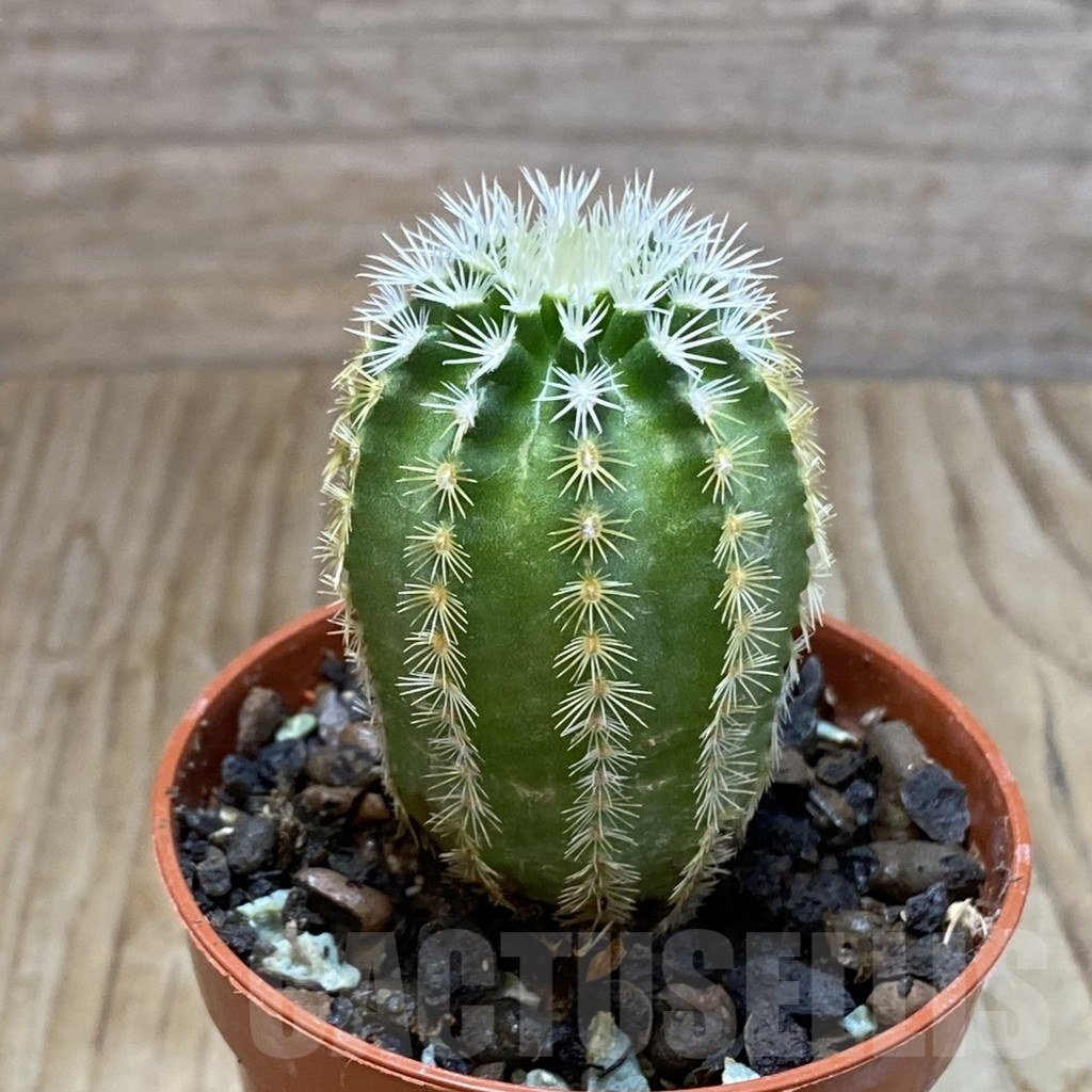 SH6875 Echinocereus viridiflorus - Image 2
