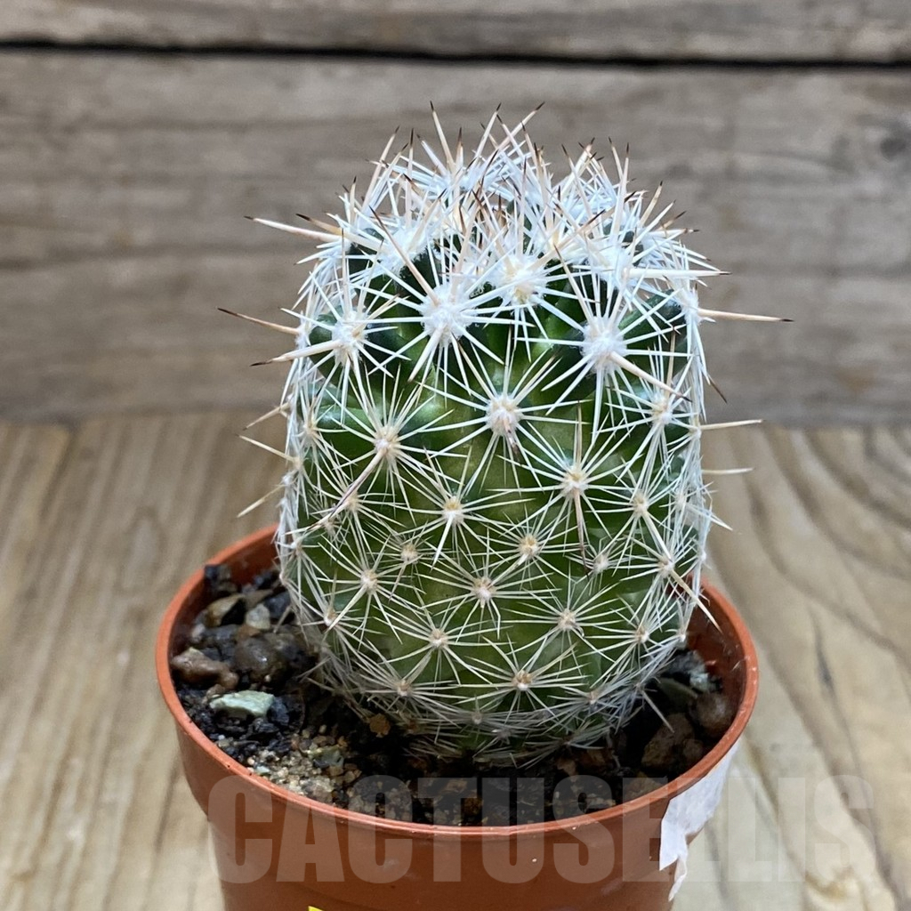 SH6878 Coryphantha vivipara SB 129 - Image 2