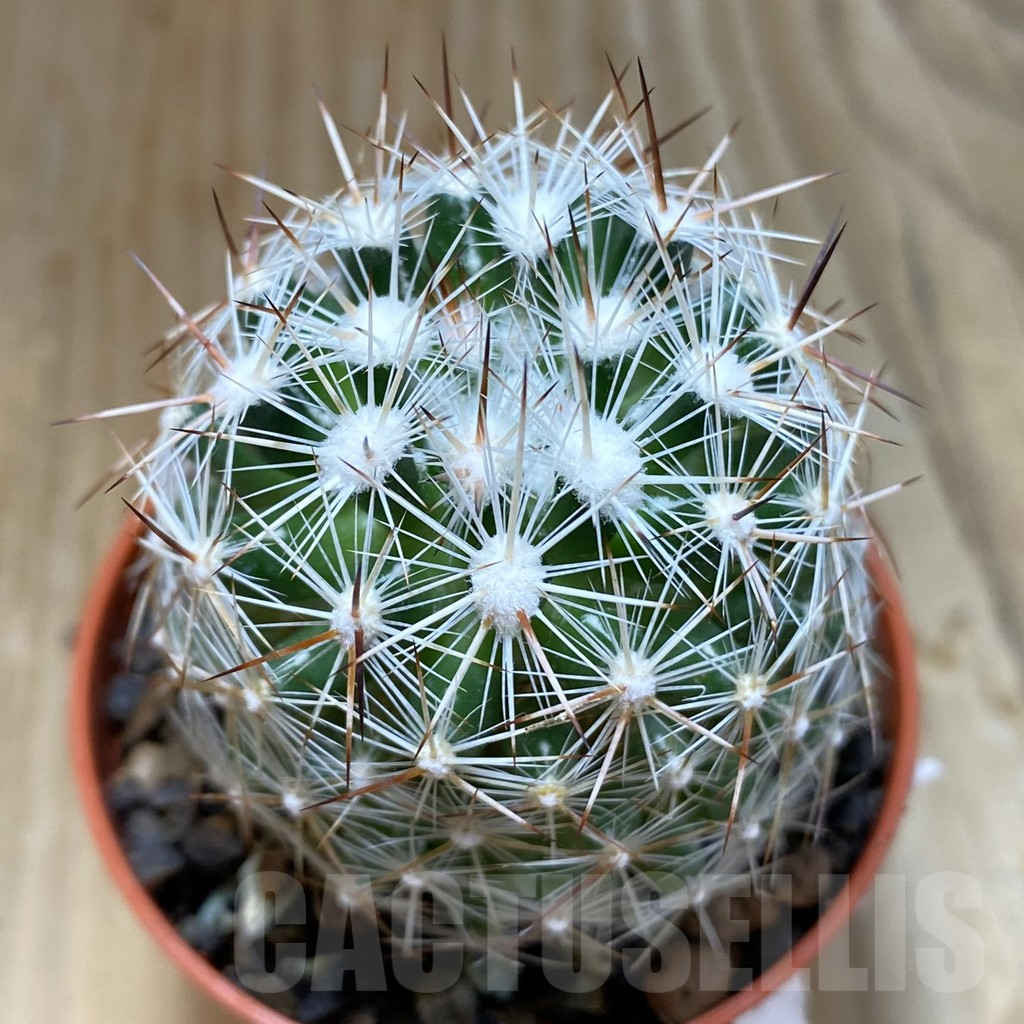 SH6879 Coryphantha vivipara SB 129
