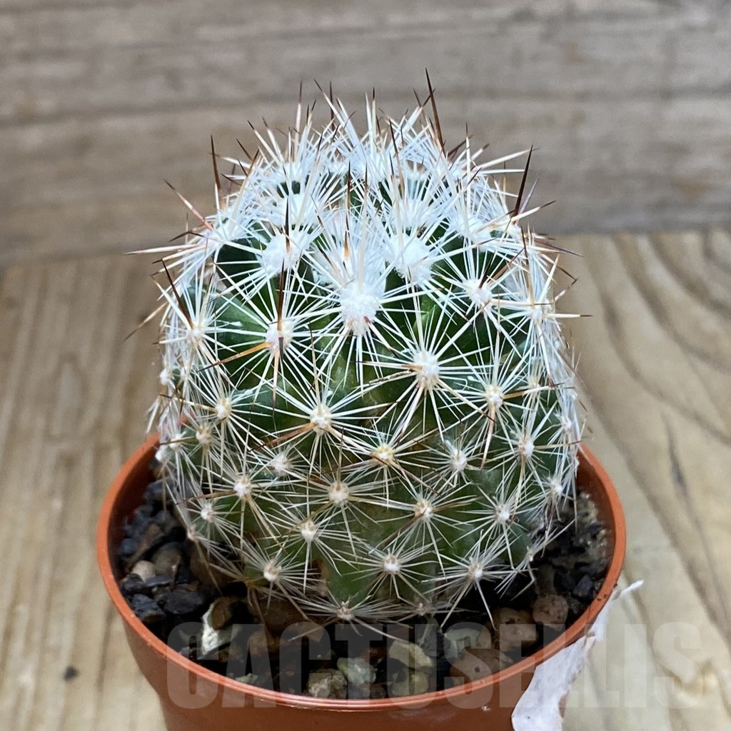 SH6879 Coryphantha vivipara SB 129 - Image 2