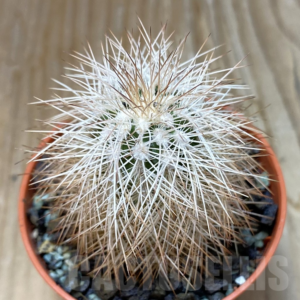SH6881 Echinocereus baileyi DJF 1327