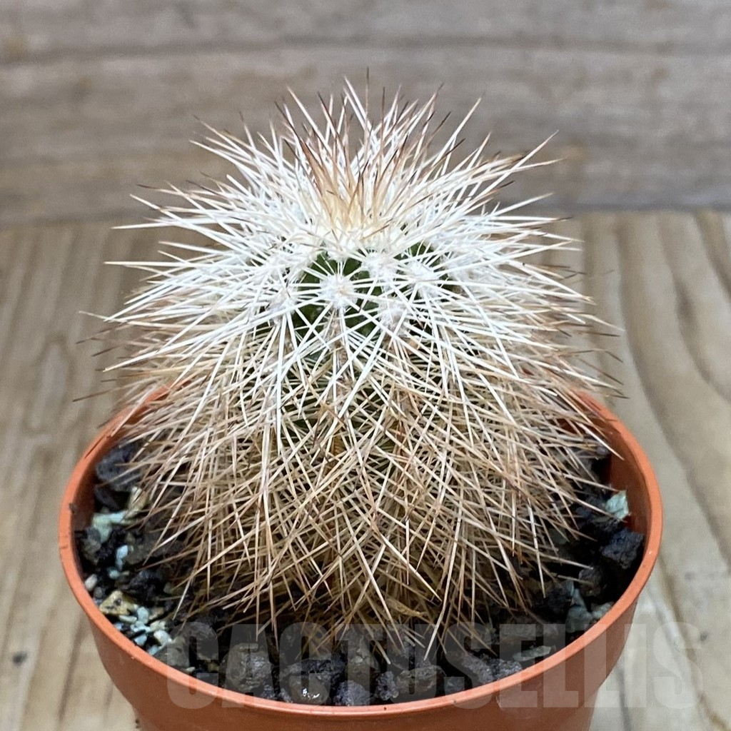 SH6881 Echinocereus baileyi DJF 1327 - Image 2