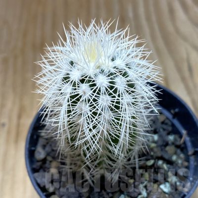 SH6883 Echinocereus baileyi v. albispinus