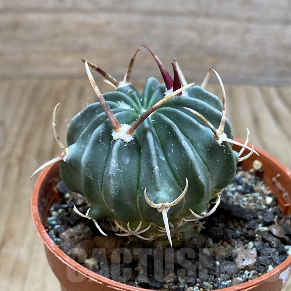 SH6887 Echinofossulocactus coptonogonus PP 959 -Ventura SLP- - Image 2