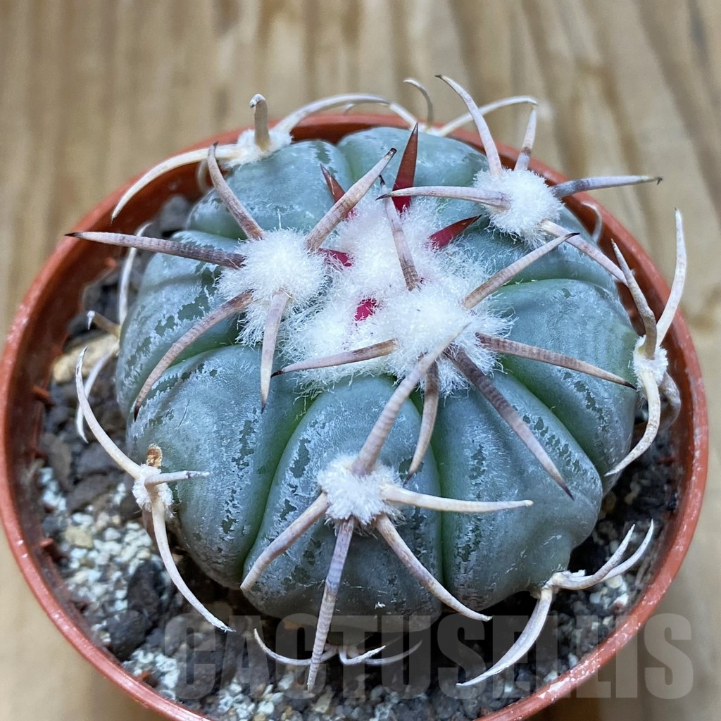 SH6888 Echinocactus horizonthalonius MR 21