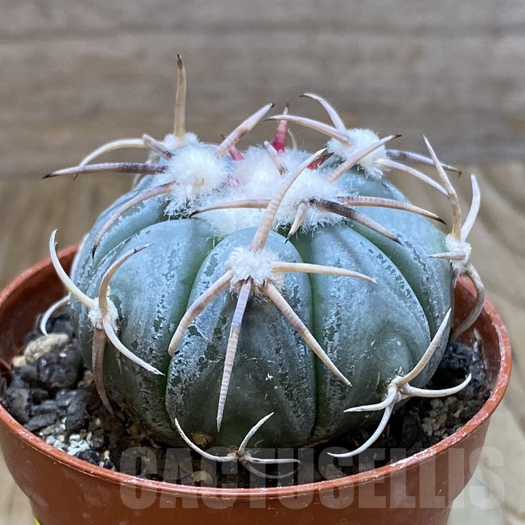 SH6888 Echinocactus horizonthalonius MR 21 - Image 2