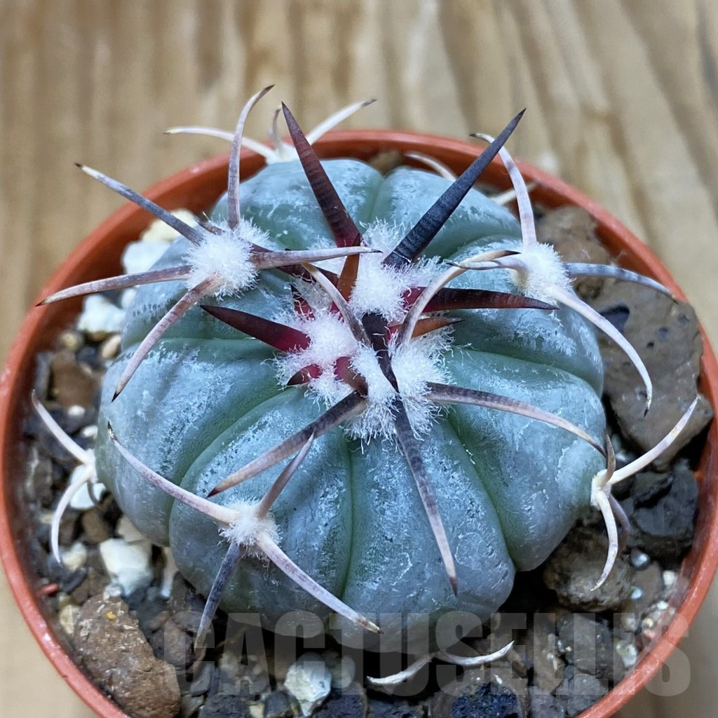 SH6889 Echinocactus horizonthalonius MR 21