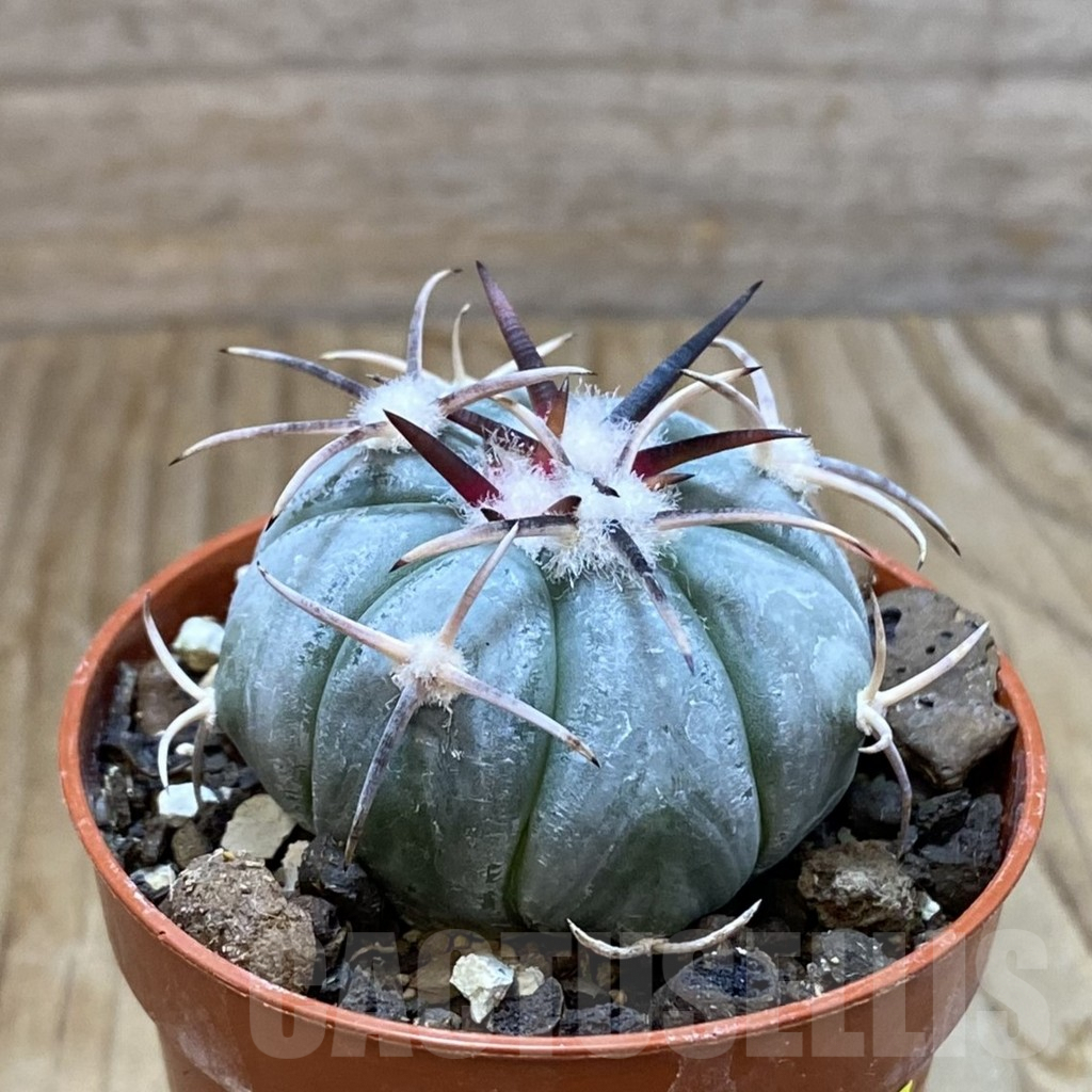 SH6889 Echinocactus horizonthalonius MR 21 - Image 2