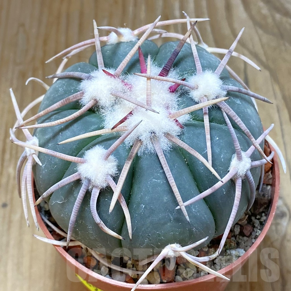 SH6890 Echinocactus horizonthalonius - Carazone d Monte-
