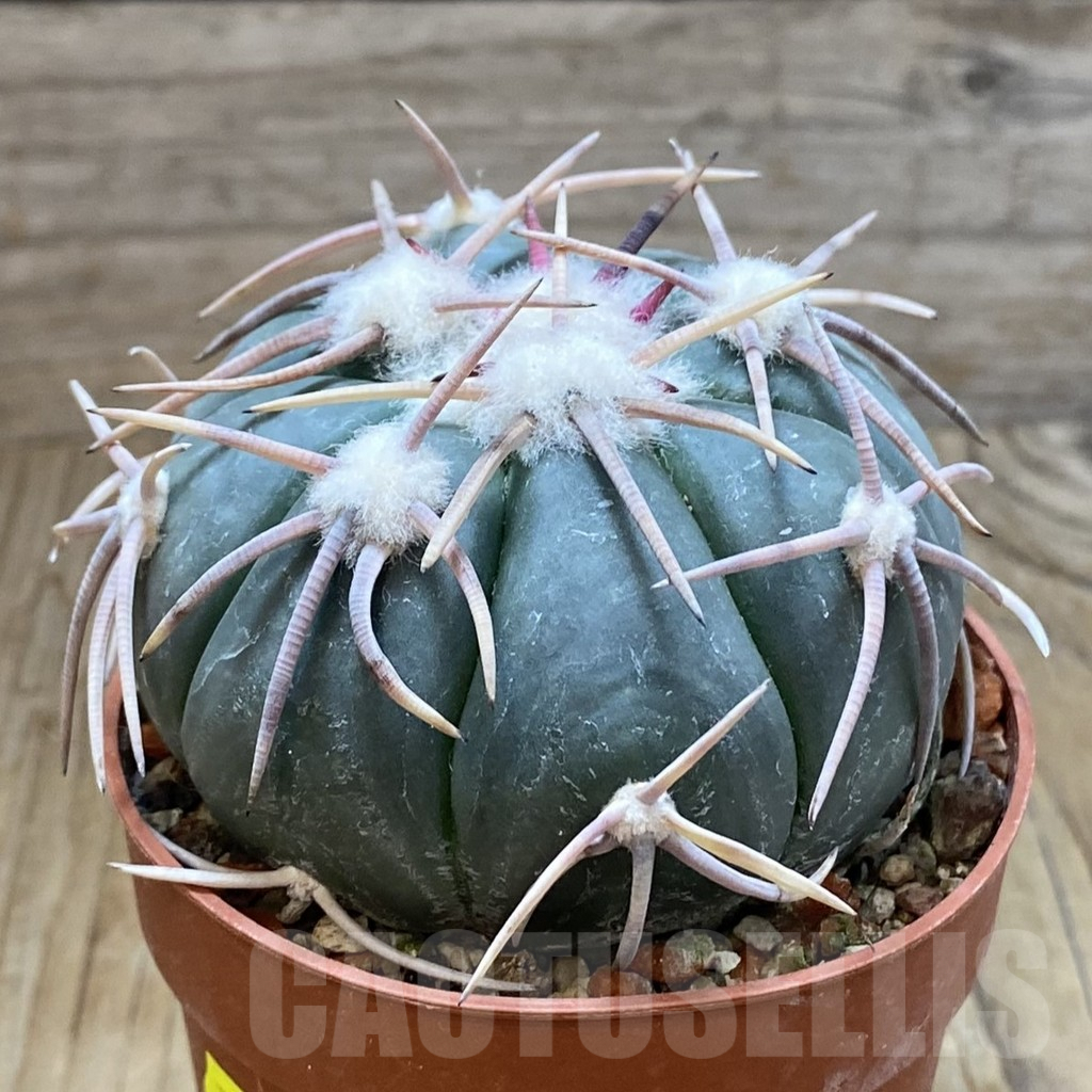 SH6890 Echinocactus horizonthalonius - Carazone d Monte- - Image 2
