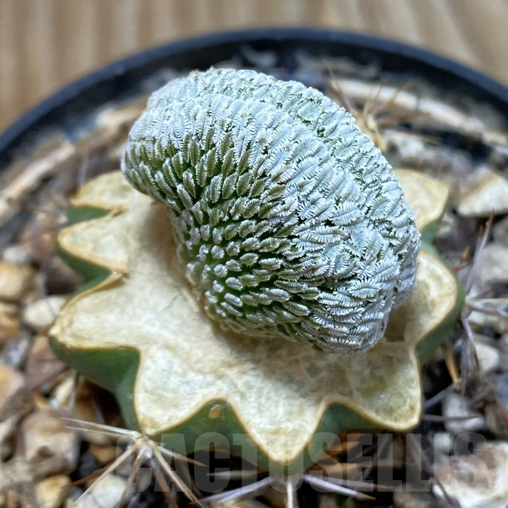 SH6867 Pelecyphora aselliformis f. cristata, grafted