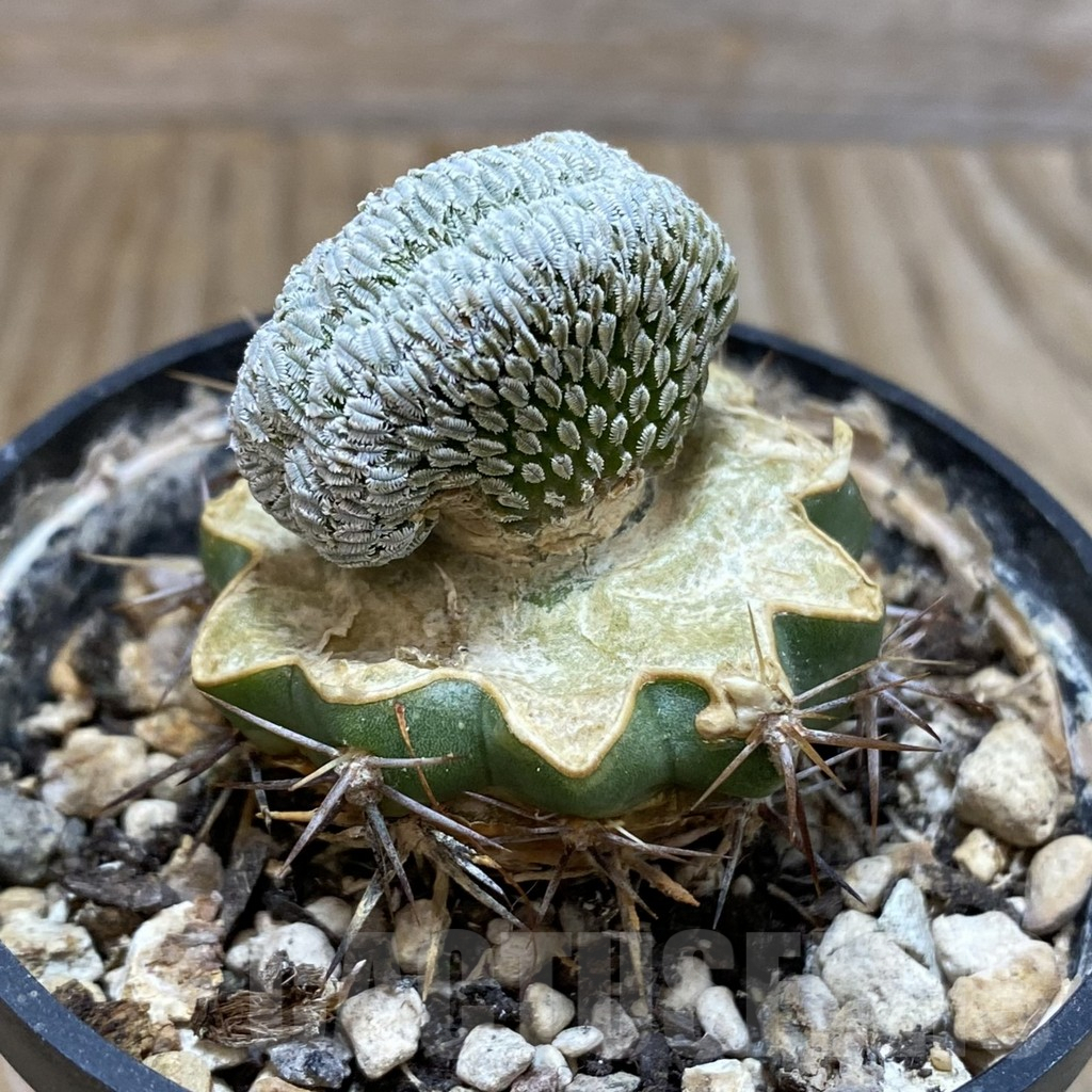 SH6867 Pelecyphora aselliformis f. cristata, grafted - Image 2