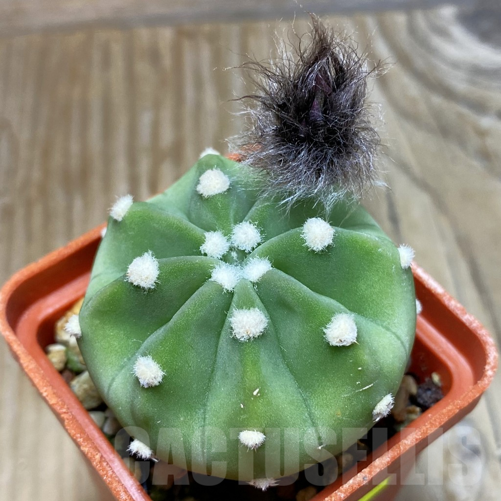 SH7091 Echinopsis subdenudata