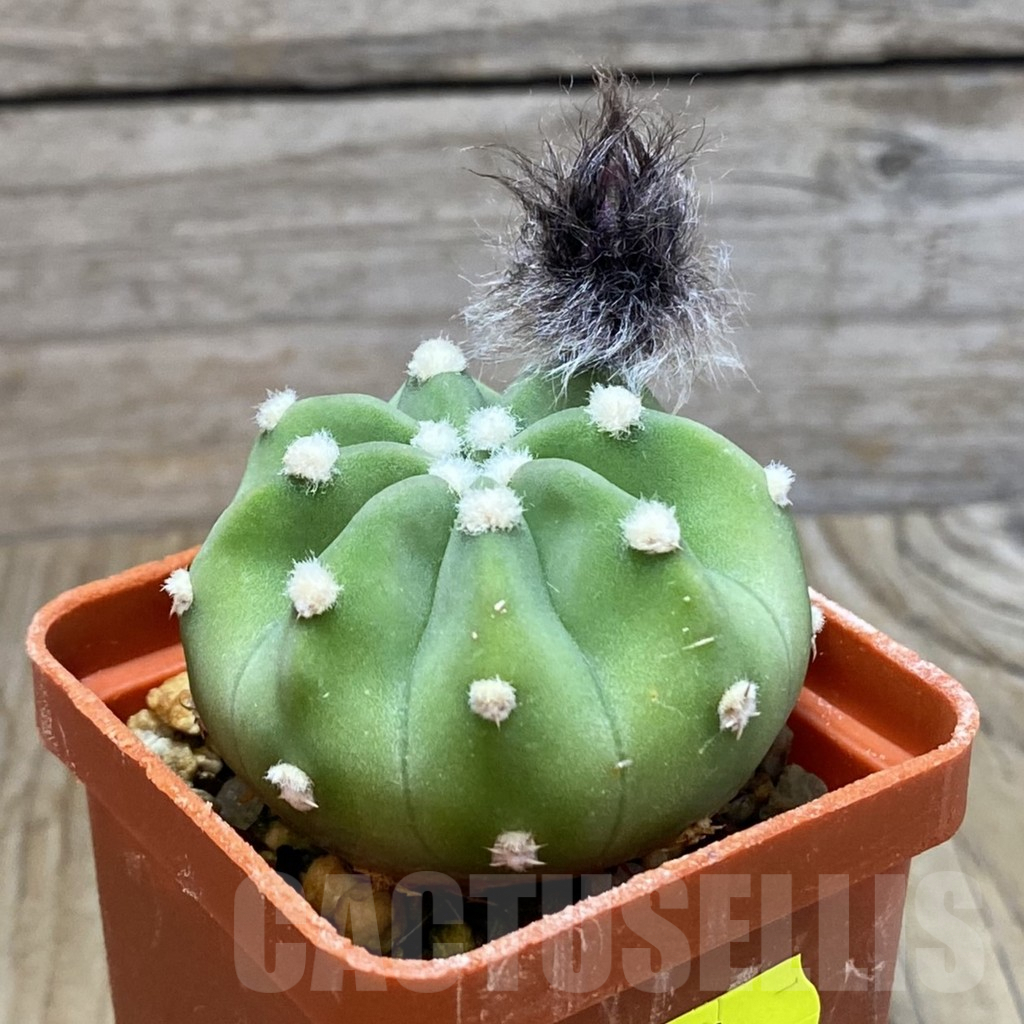SH7091 Echinopsis subdenudata - Image 2