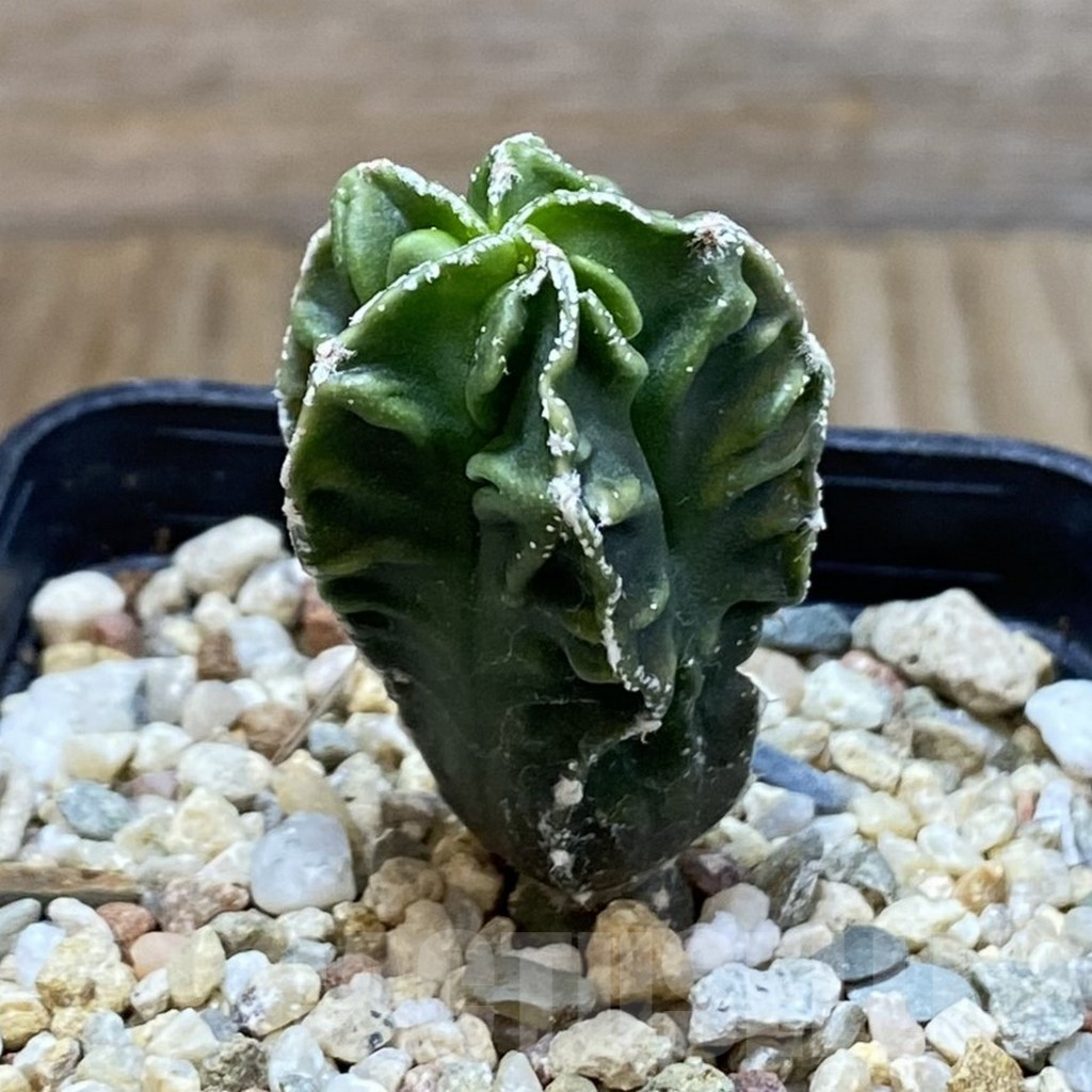 SH7092 Astrophytum myriostigma ‘Fukuryu’ - Image 2