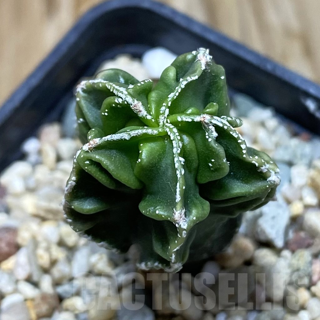 SH7092 Astrophytum myriostigma ‘Fukuryu’