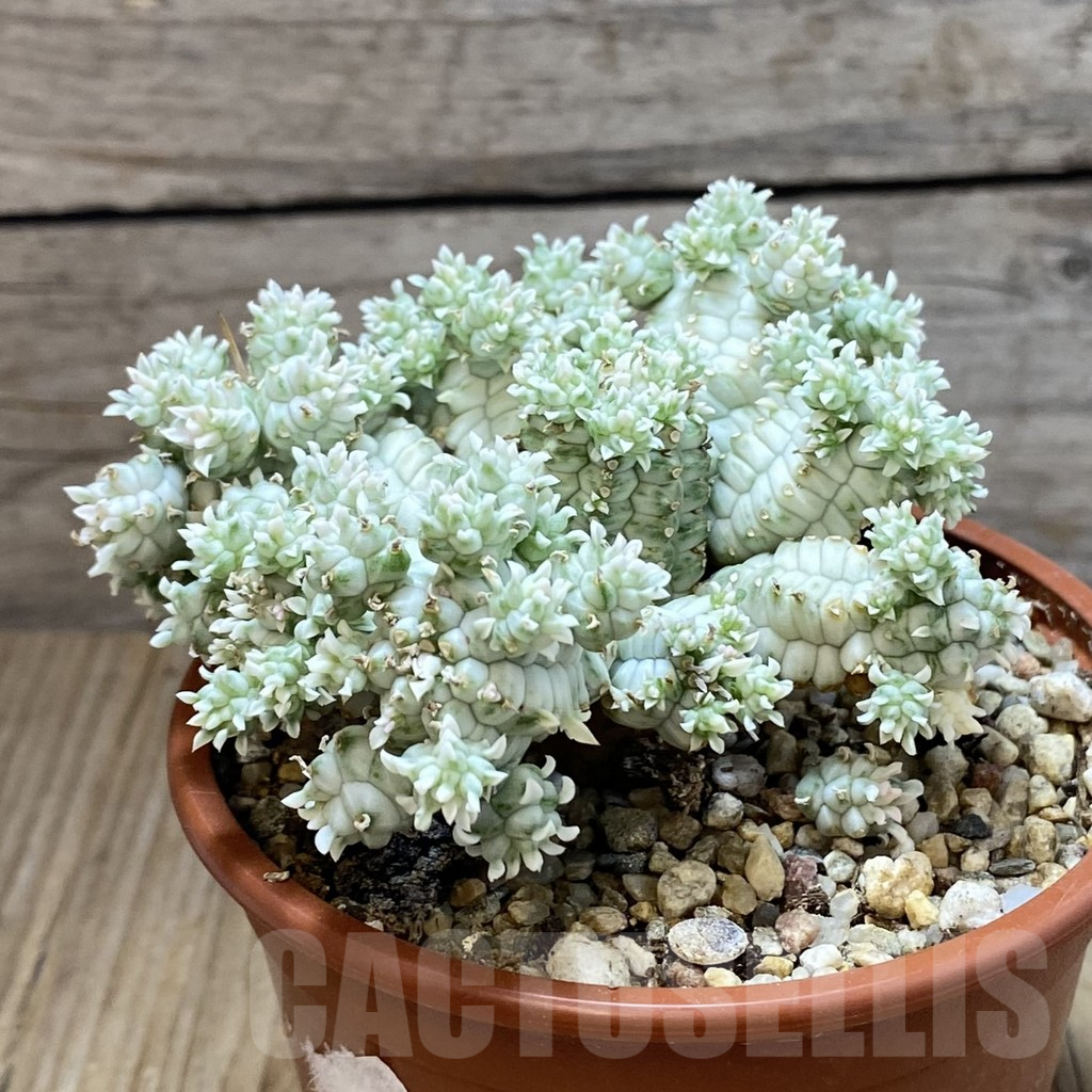 SH7097 Euphorbia mammillaris f. variegata - Image 2