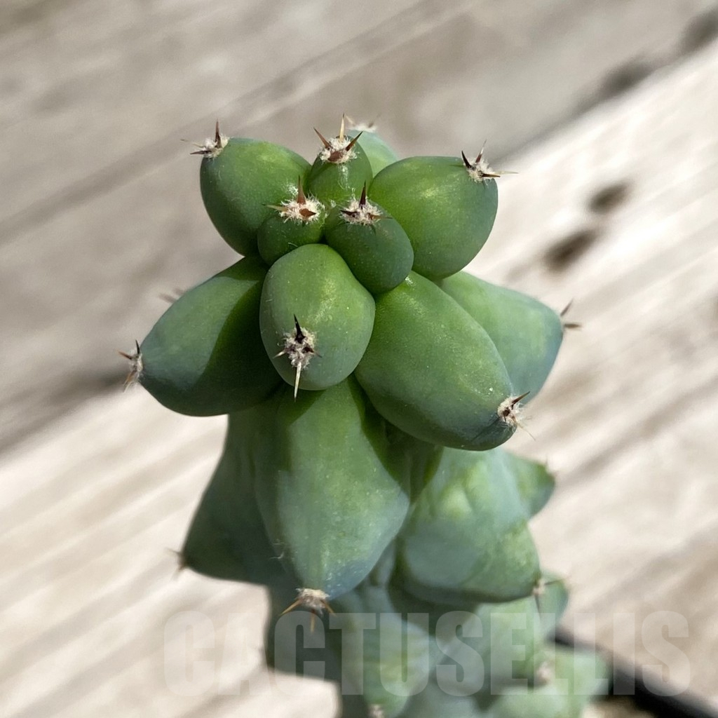 SH7098 Myrtillocactus geometrizans 'Fukurokuryuzinboku'