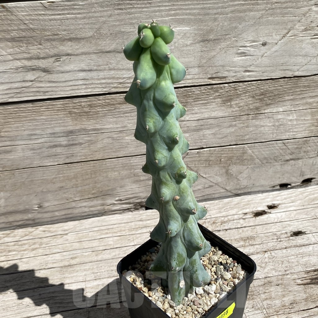 SH7098 Myrtillocactus geometrizans 'Fukurokuryuzinboku' - Image 2