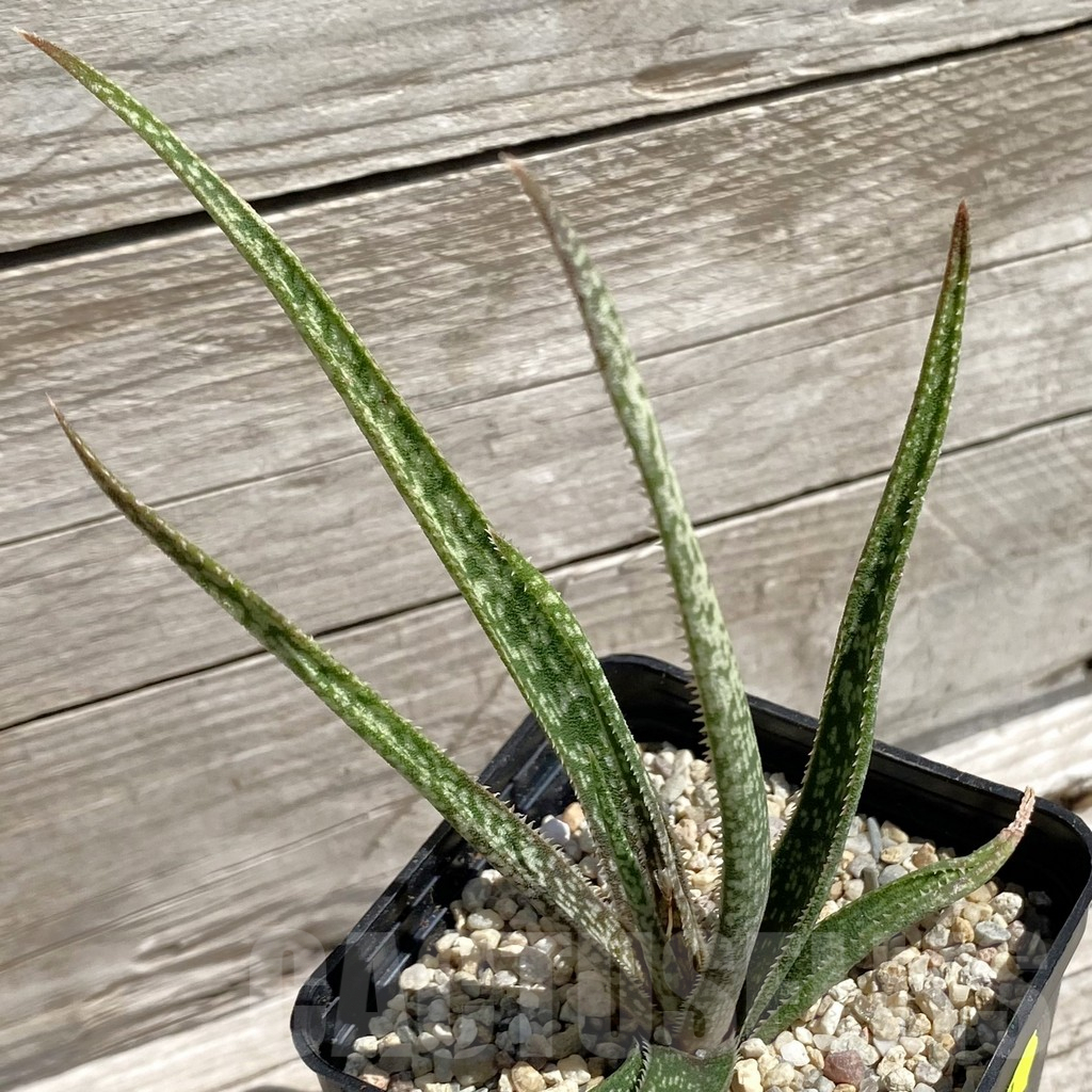 SH7099 Aloe albiflora, white flover