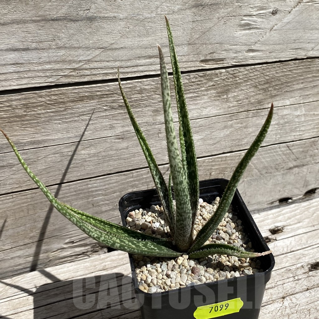 SH7099 Aloe albiflora, white flover - Image 2