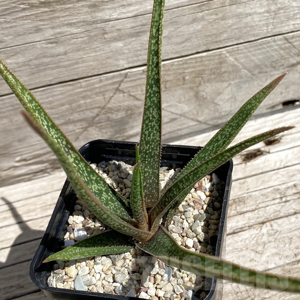 SH7100 Aloe albiflora, white flower