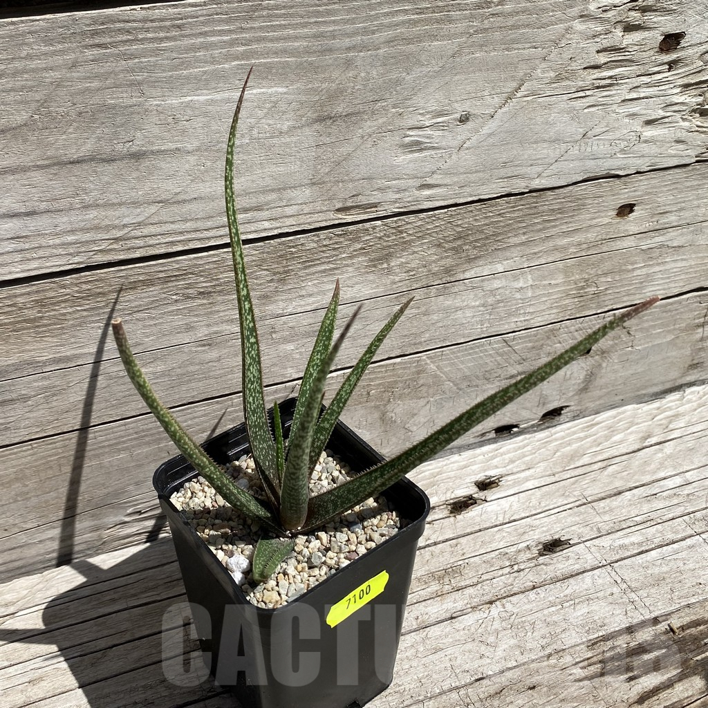 SH7100 Aloe albiflora, white flower - Image 2