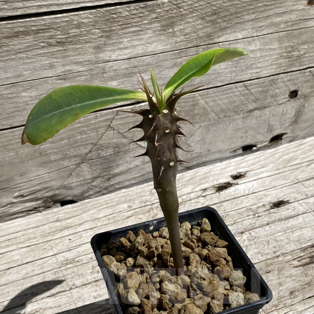 SH7106 Euphorbia vilanandensis - Image 2