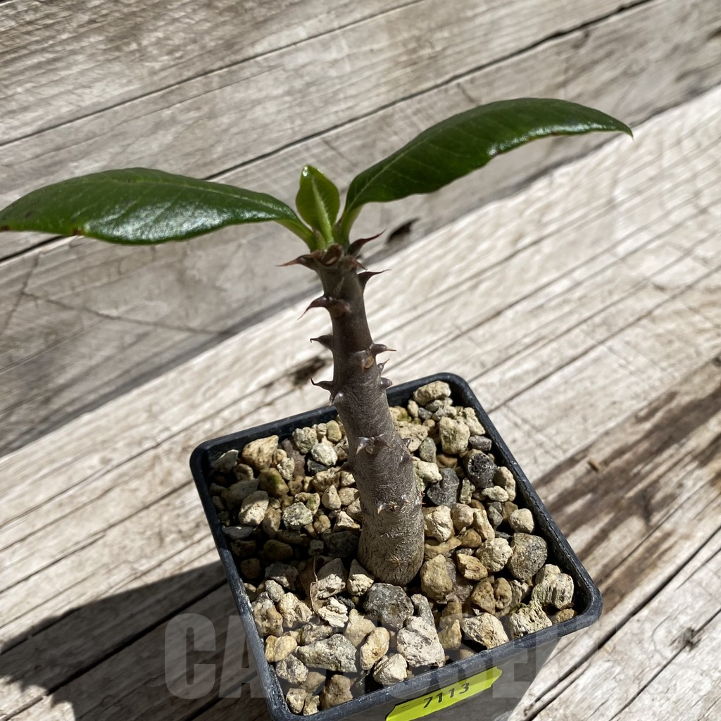 SH7113 Pachypodium baronii v. windsorii - Image 3