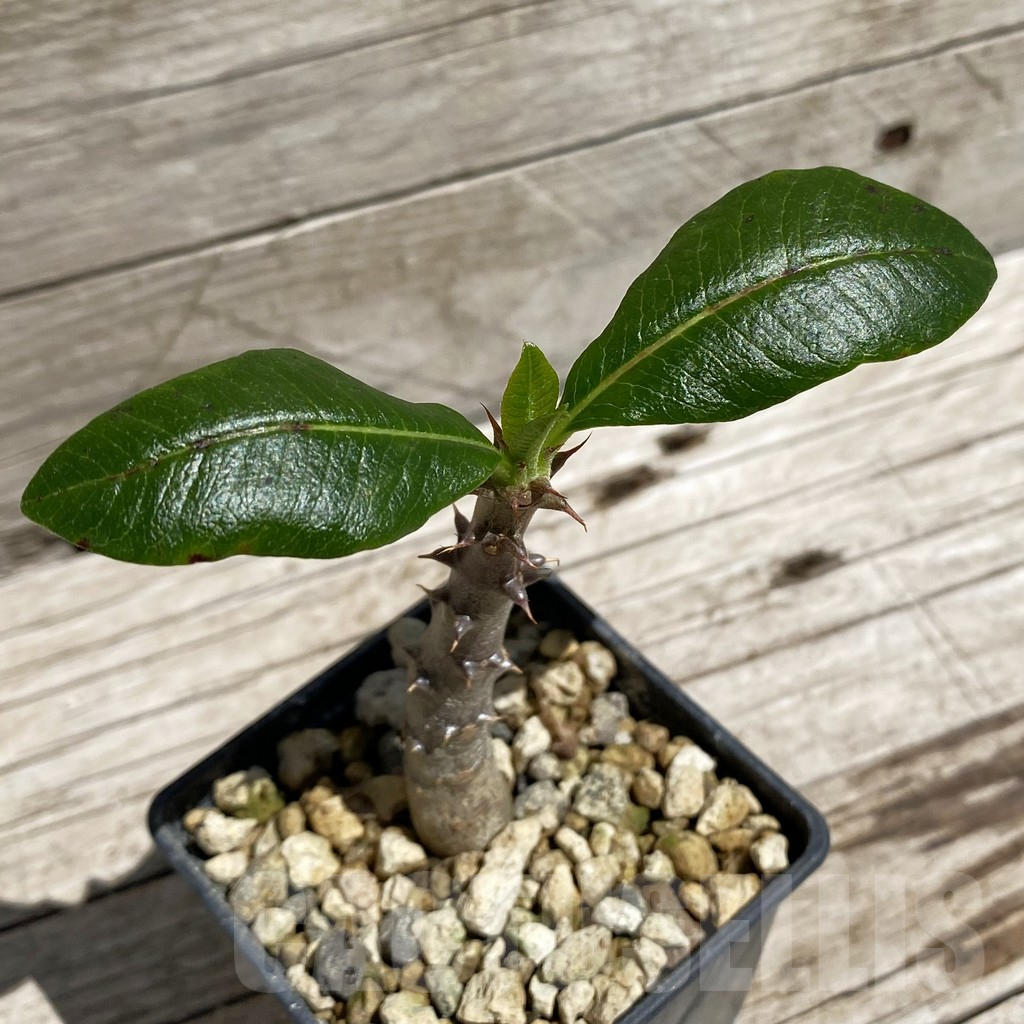 SH7113 Pachypodium baronii v. windsorii - Image 2