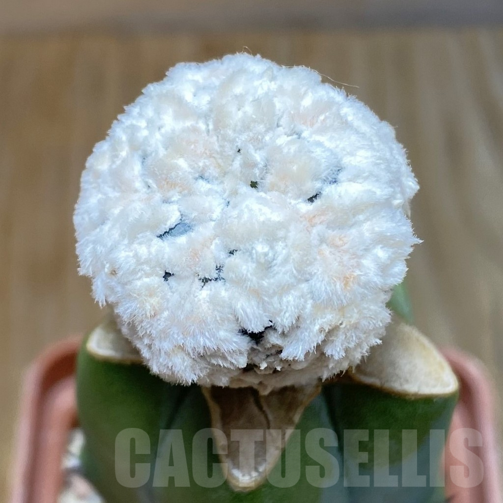 SH7066 Astrophytum asterias 'Super Kabuto' Snow, grafted